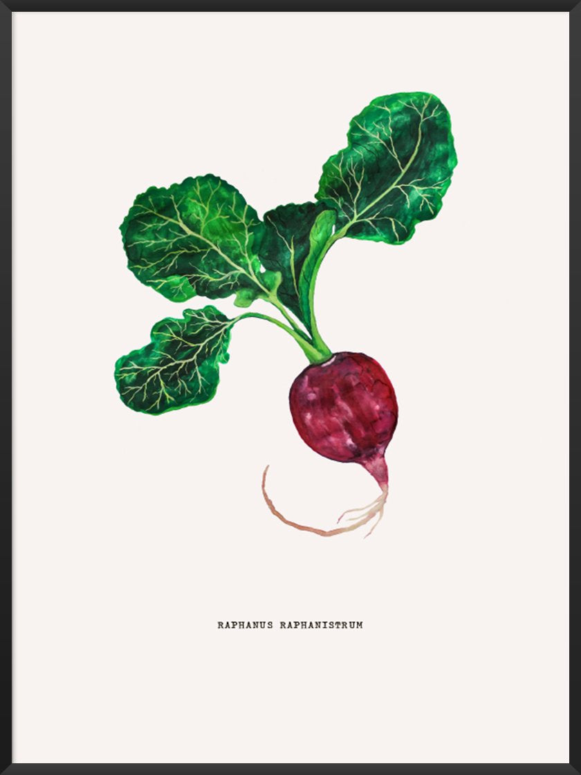 Vintage Botanical Radish - ヴィンテージボタニカルラディッシュ ポスター