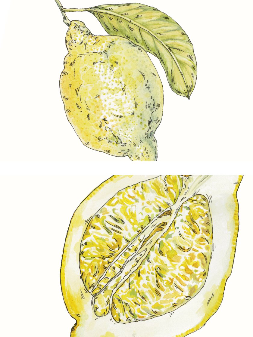 Hand Painted Vintage Lemon - ヴィンテージレモン ポスター