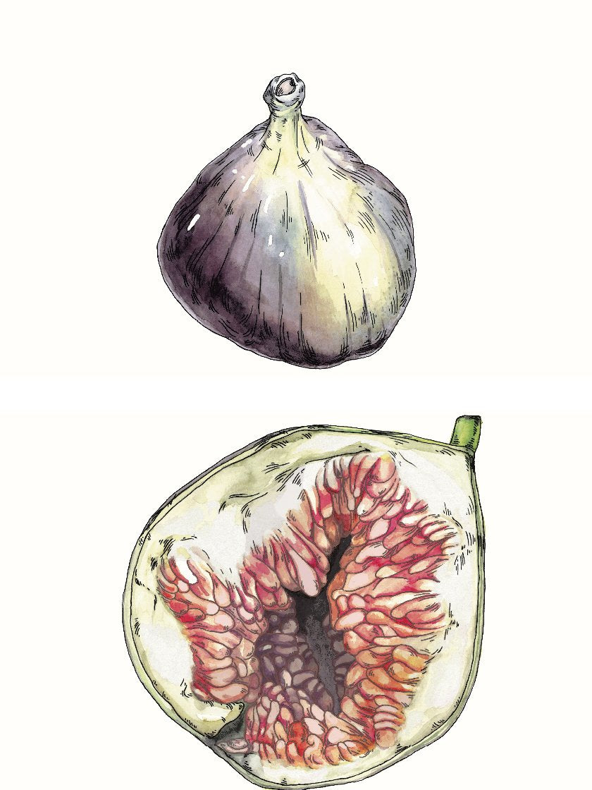 Figs - イチジク ポスター