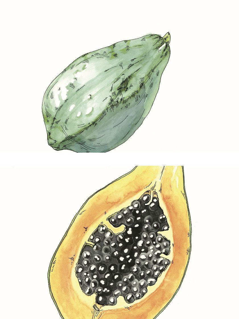 Hand Painted Vintage Botanical Papaya - ヴィンテージパパイヤ ポスター