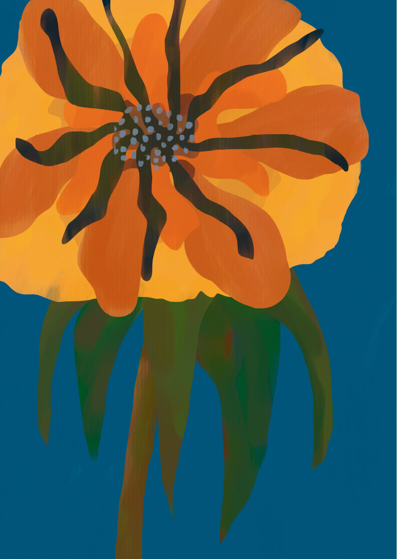 Orange Peony - オレンジの牡丹