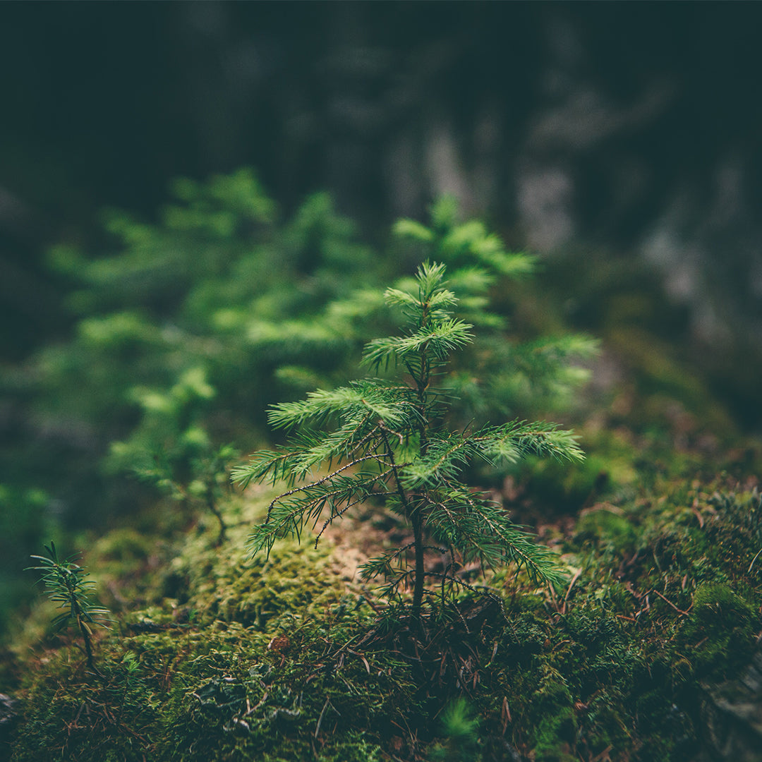 北欧の森に広がるシダ植物