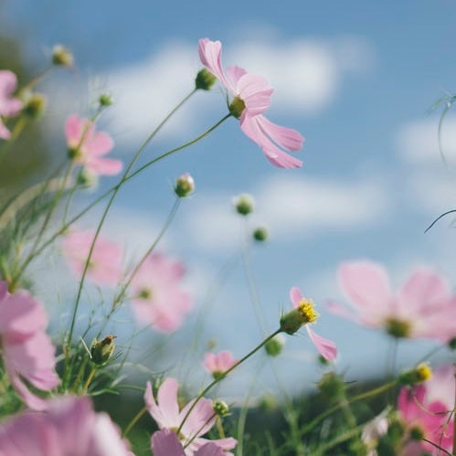 新生活の春を象徴する咲き誇る花