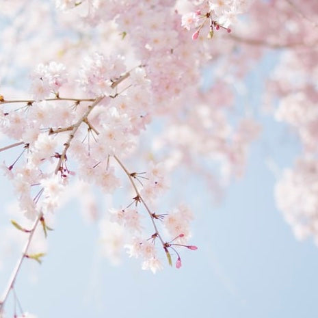 春らしく咲き誇る桜