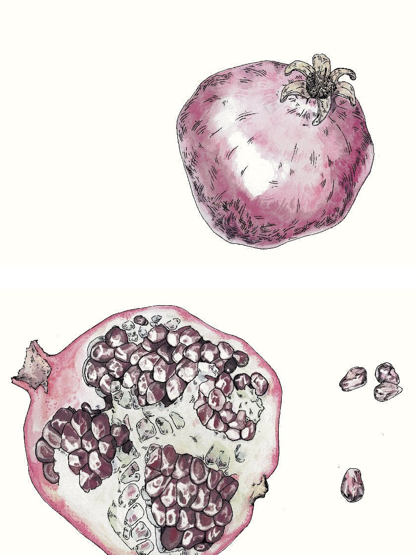 Vintage Botanical Pomegranate - ヴィンテージザクロ ポスター